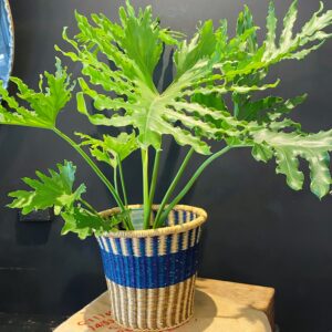 20 cm indoor plant Hand woven African basket
